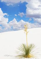 Yucca at White Sands National Monument