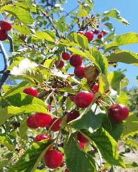 Cherry Festival in La Luz NM 2025