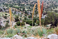 Aguirre Spring Campground