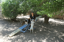 Fun things for dogs to do in Las Cruces