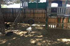 Dog playground in Las Cruces