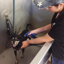 Giving a dog a bath at Animal Haven Lodge & Salon in Las Cruces, NM