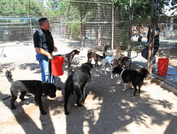 Large dog play areas at Animal Haven Lodge & Salon in Las Cruces