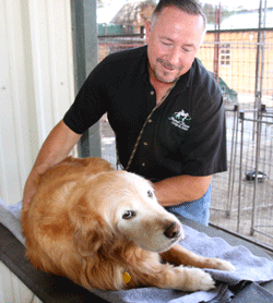 Dog massage service in Las Cruces