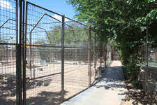 Dog play area at Animal Haven Lodge & Salon in Las Cruces, NM