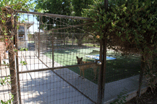 Dog kennel in Las Cruces