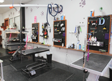 Dog Grooming in Las Cruces, NM