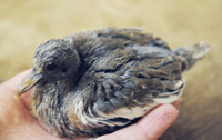 Bird rescue