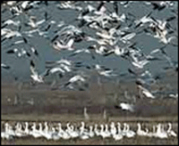 Bosque del Apache National Wildlife Refuge