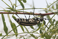 Blister beetle