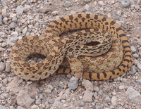 Bull Snake