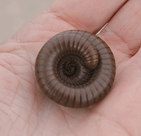 Millipede