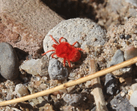 Giant Red Velvet Mite