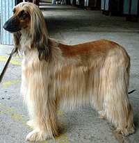 Afghan Hound Dog