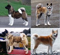 Akita Dog