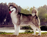 Alaskan Malamute Dog