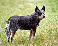 Australian Cattle Dog