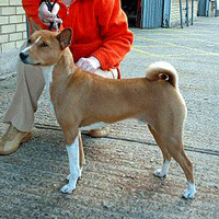 Basenji Dog