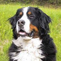 Bernese Mountain Dog