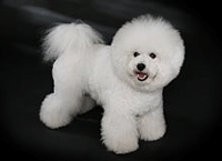 Bichon Frise Dog