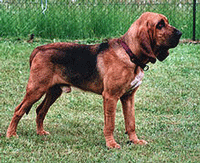 Bloodhound Dog