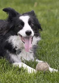 Border Collie Dog