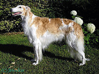 Borzoi Dog