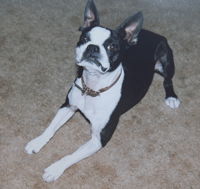 Boston Terrier dog