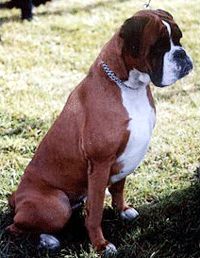 Boxer Dog