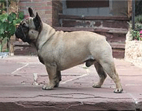 French Bull Dog