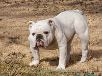 English Bull Dog