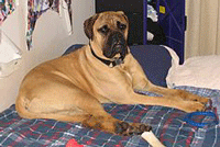 Bullmastiff Dog