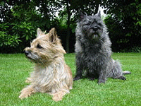 Cairn Terrier Dog