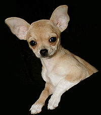 Chihuahua Dog