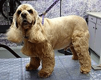 Cocker Spaniel Dog