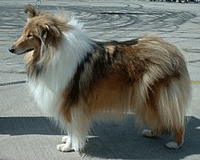 Collie Dog