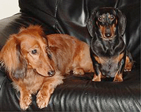 Dachshund Dog