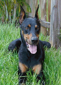 Doberman Pinscher Dog