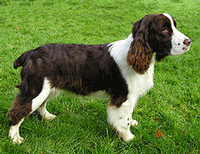 English Springer Spaniel Dog