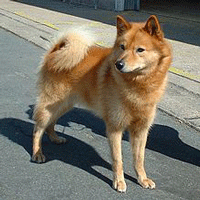 Finnish Spitz Dog