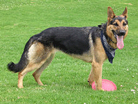 German Shepherd Dog