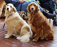 Golden Retriever Dog