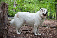 Great Pyrenees Dog