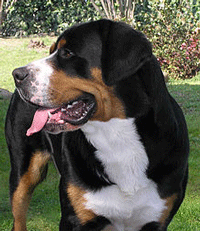 Greater Swiss Mountain Dog