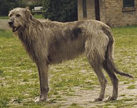 Irish Wolfhound Dog