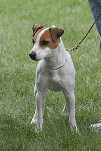 Jack Russell Terrier Dog