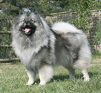 Keeshond Dog