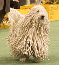 Komondor Dog