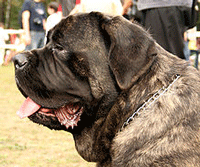 Mastiff Dog