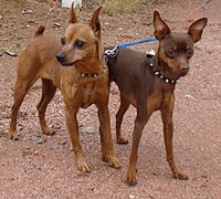 Miniature Pinscher Dog